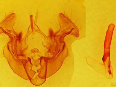 genitalia view of adult Apamea atrosuffusa