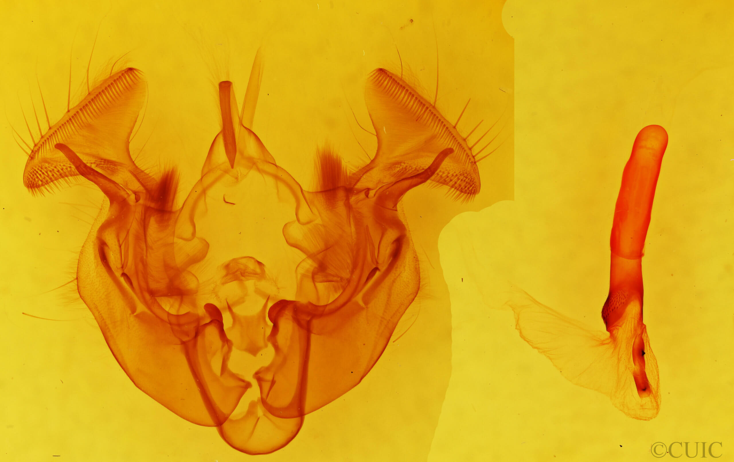 genitalia view of adult Apamea atrosuffusa