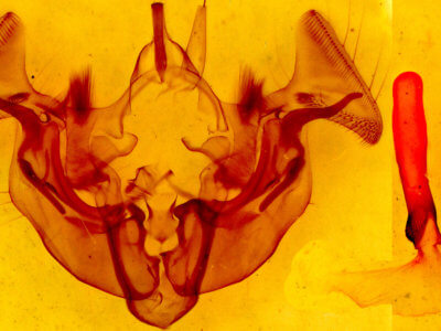 genitalia view of adult Apamea atrosuffusa