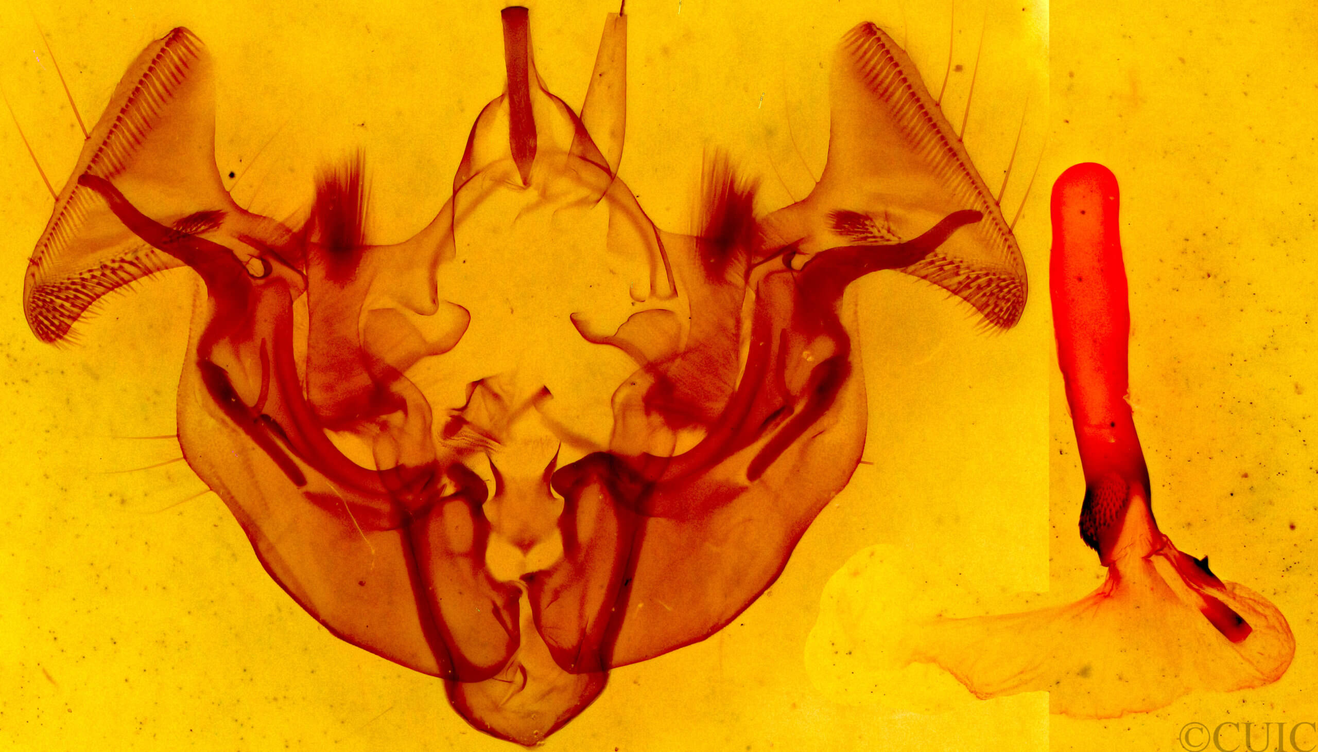 genitalia view of adult Apamea atrosuffusa