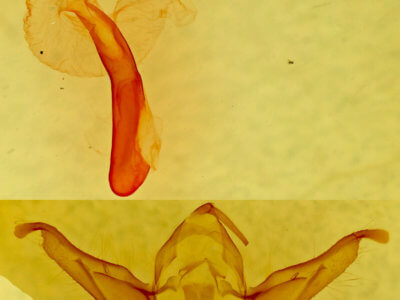 genitalia view of adult Abagrotis placida