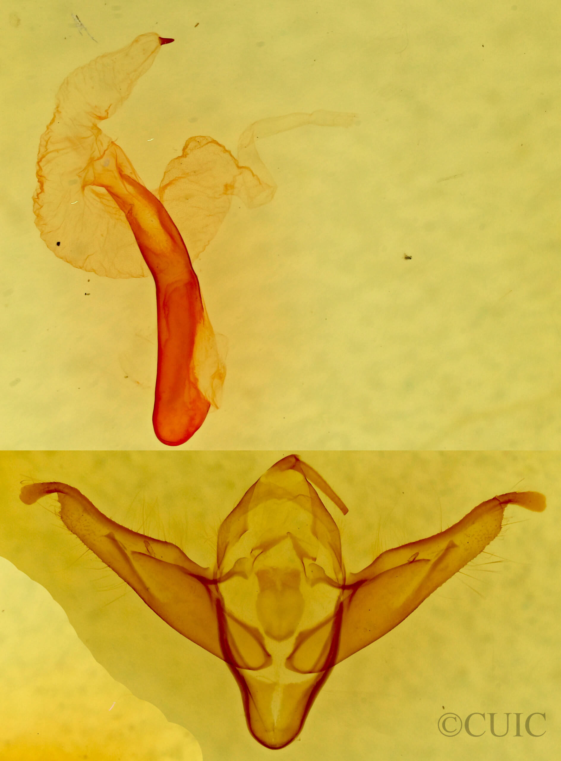 genitalia view of adult Abagrotis placida