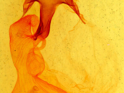 genitalia view of adult Abagrotis placida