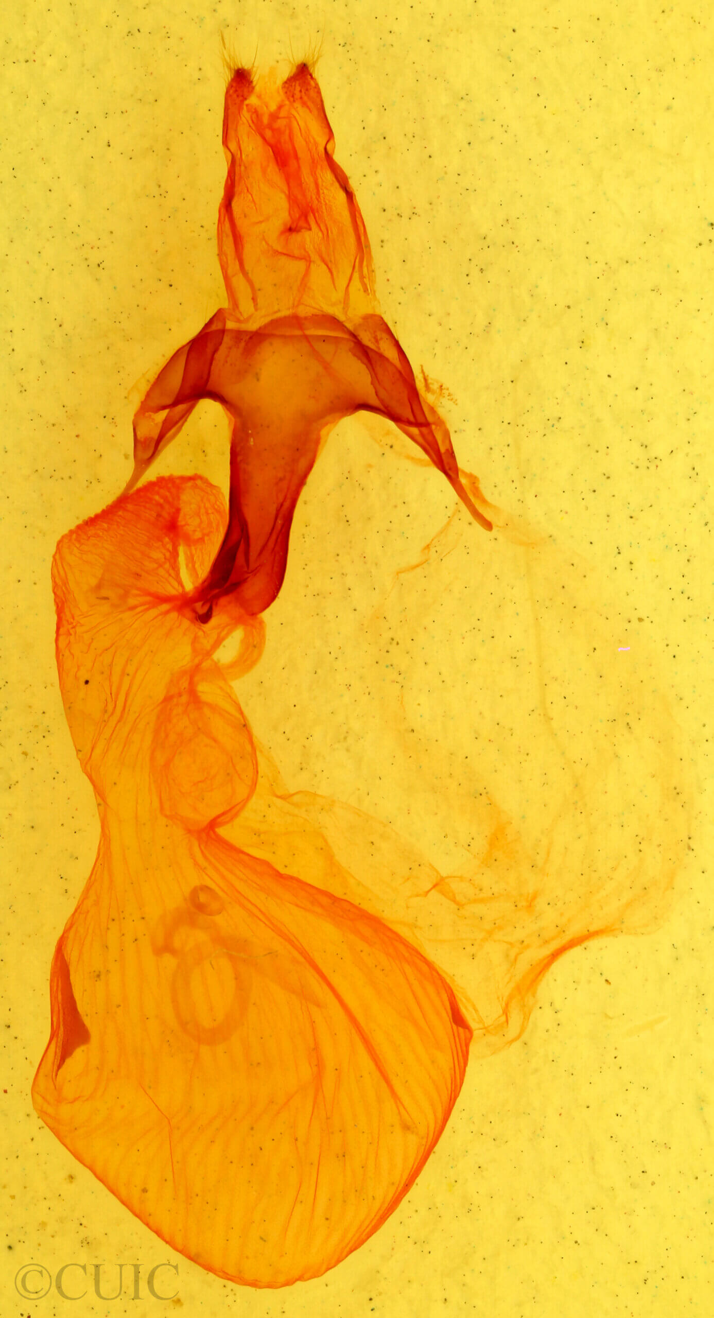 genitalia view of adult Abagrotis placida