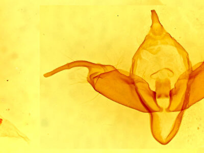 genitalia view of adult Abagrotis reedi