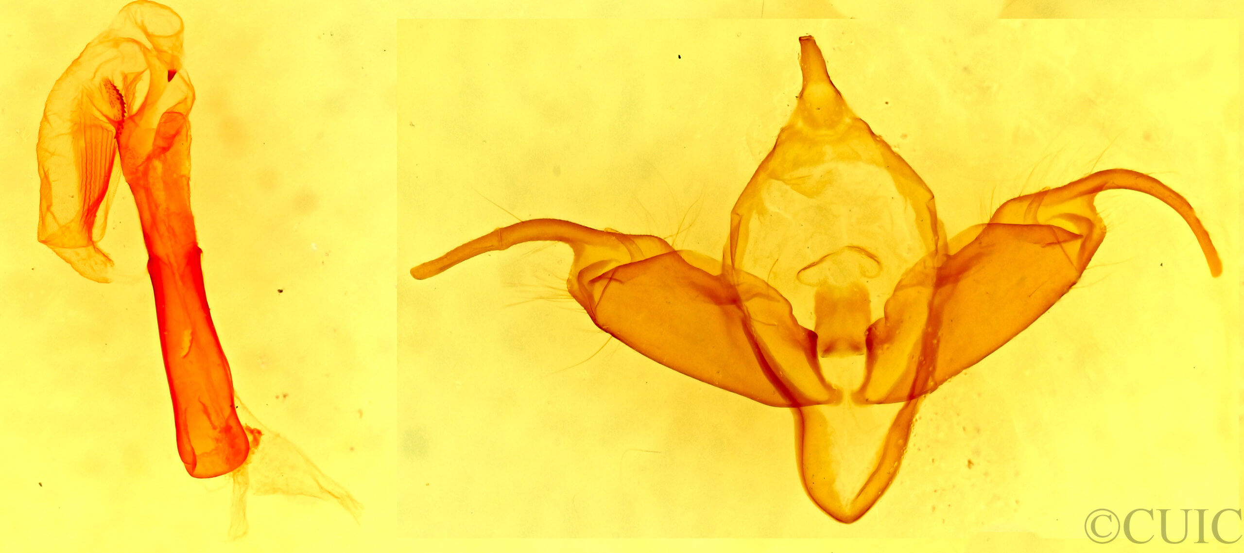 genitalia view of adult Abagrotis reedi