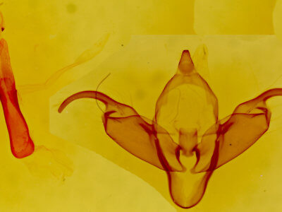 genitalia view of adult Abagrotis reedi