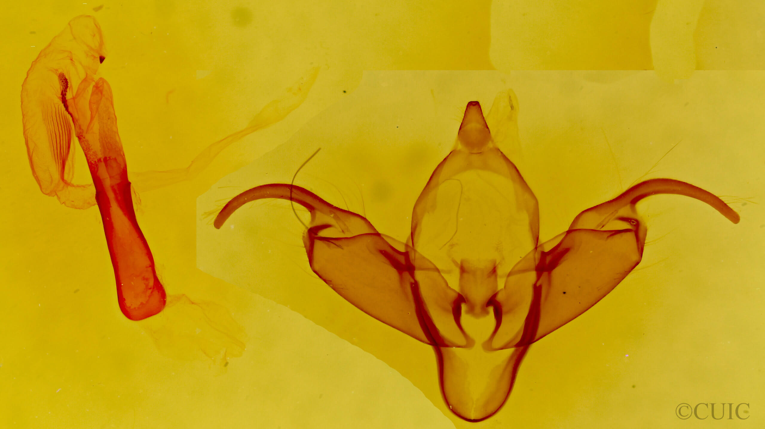 genitalia view of adult Abagrotis reedi