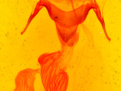 genitalia view of adult Abagrotis reedi