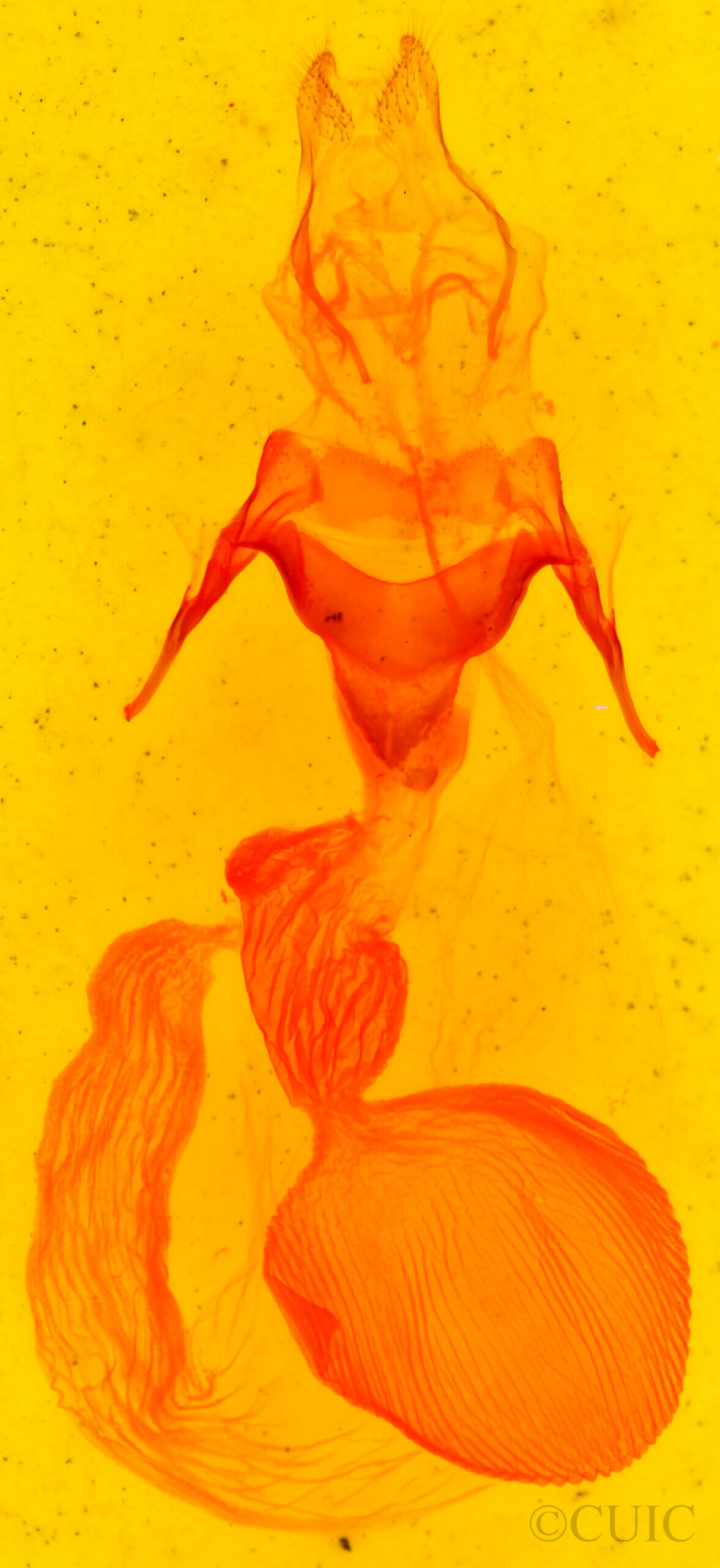 genitalia view of adult Abagrotis reedi