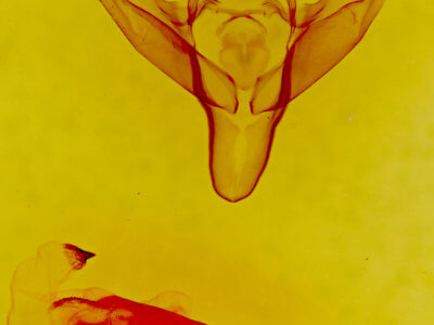 genitalia view of adult Abagrotis scopeops