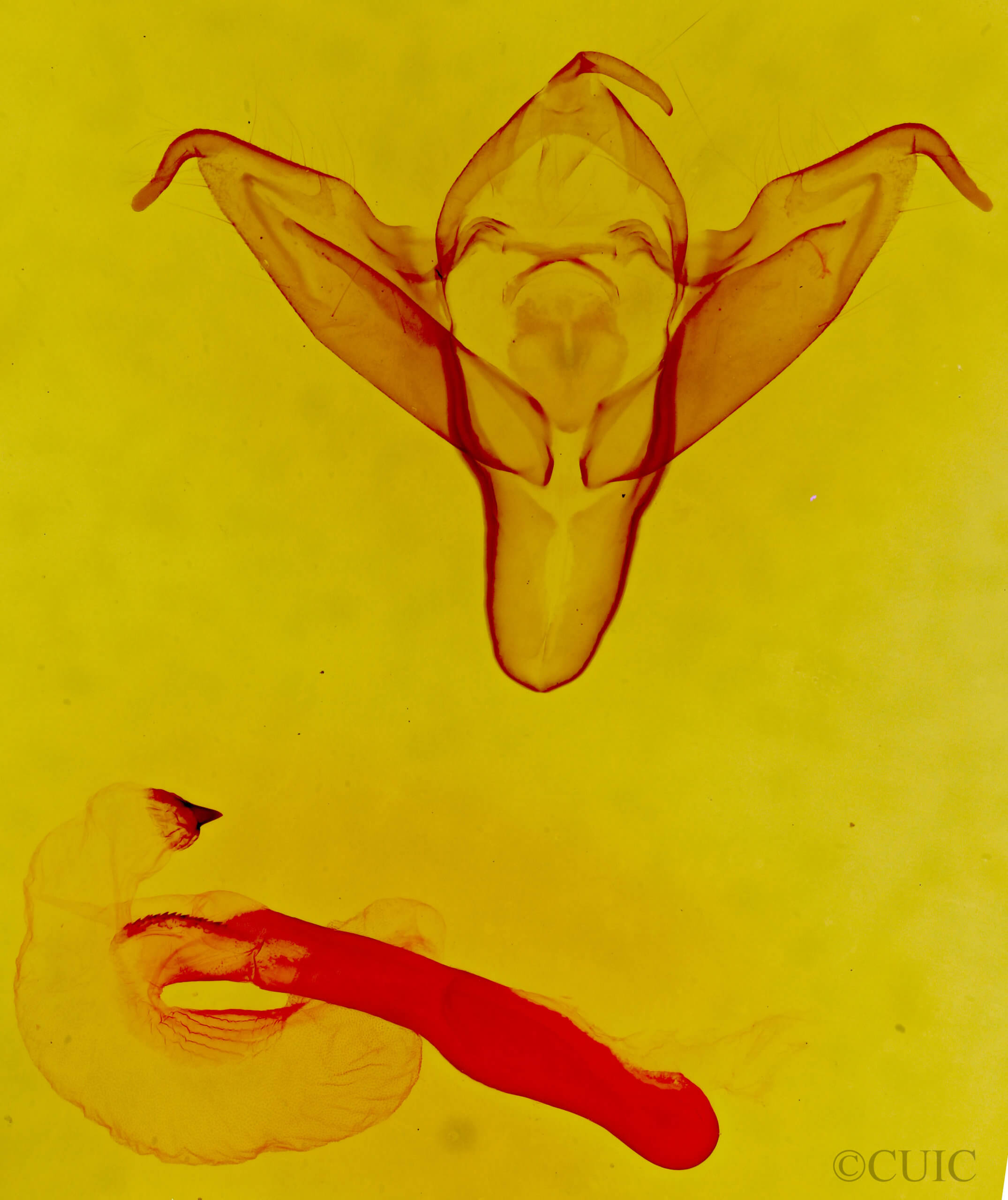 genitalia view of adult Abagrotis scopeops