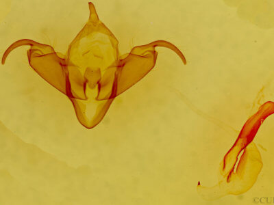 genitalia view of adult Abagrotis reedi