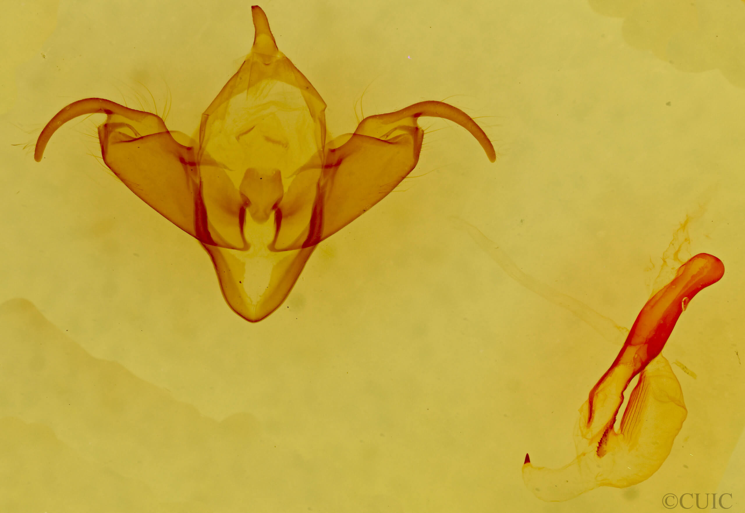 genitalia view of adult Abagrotis reedi