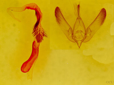 genitalia view of adult Ruacodes tela