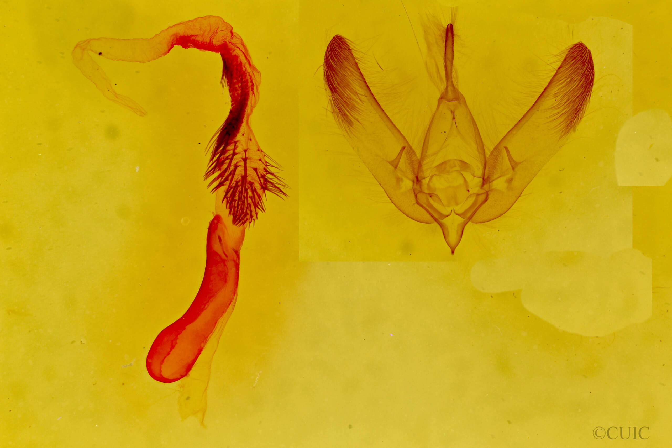 genitalia view of adult Ruacodes tela