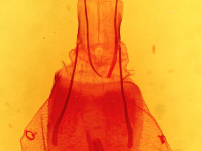 genitalia view of adult Ruacodes tela