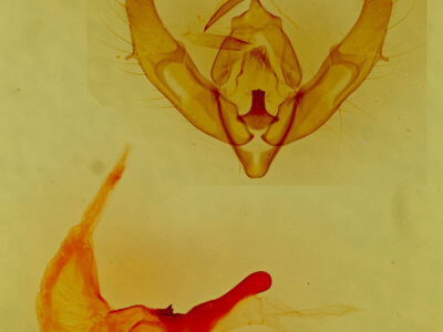 genitalia view of adult Xestia xanthographa