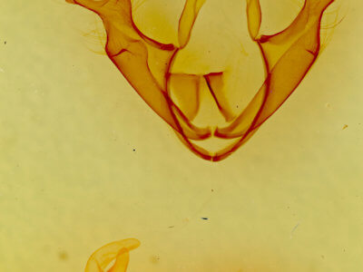 genitalia view of adult Zale smithi