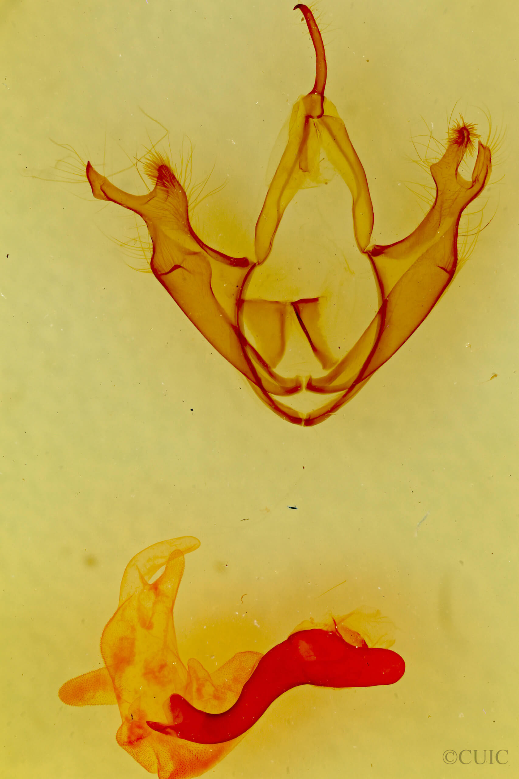 genitalia view of adult Zale smithi