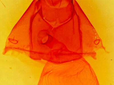 genitalia view of adult Zale smithi