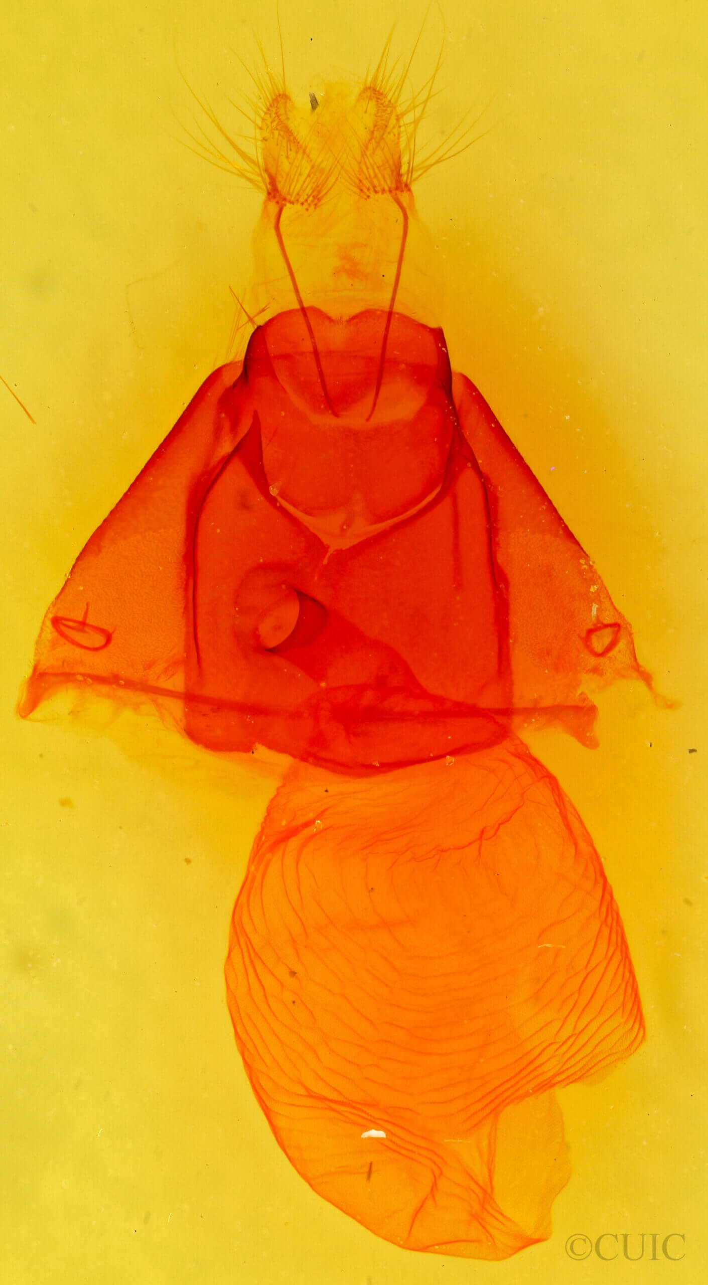 genitalia view of adult Zale smithi