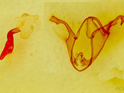 genitalia view of adult Zale insuda