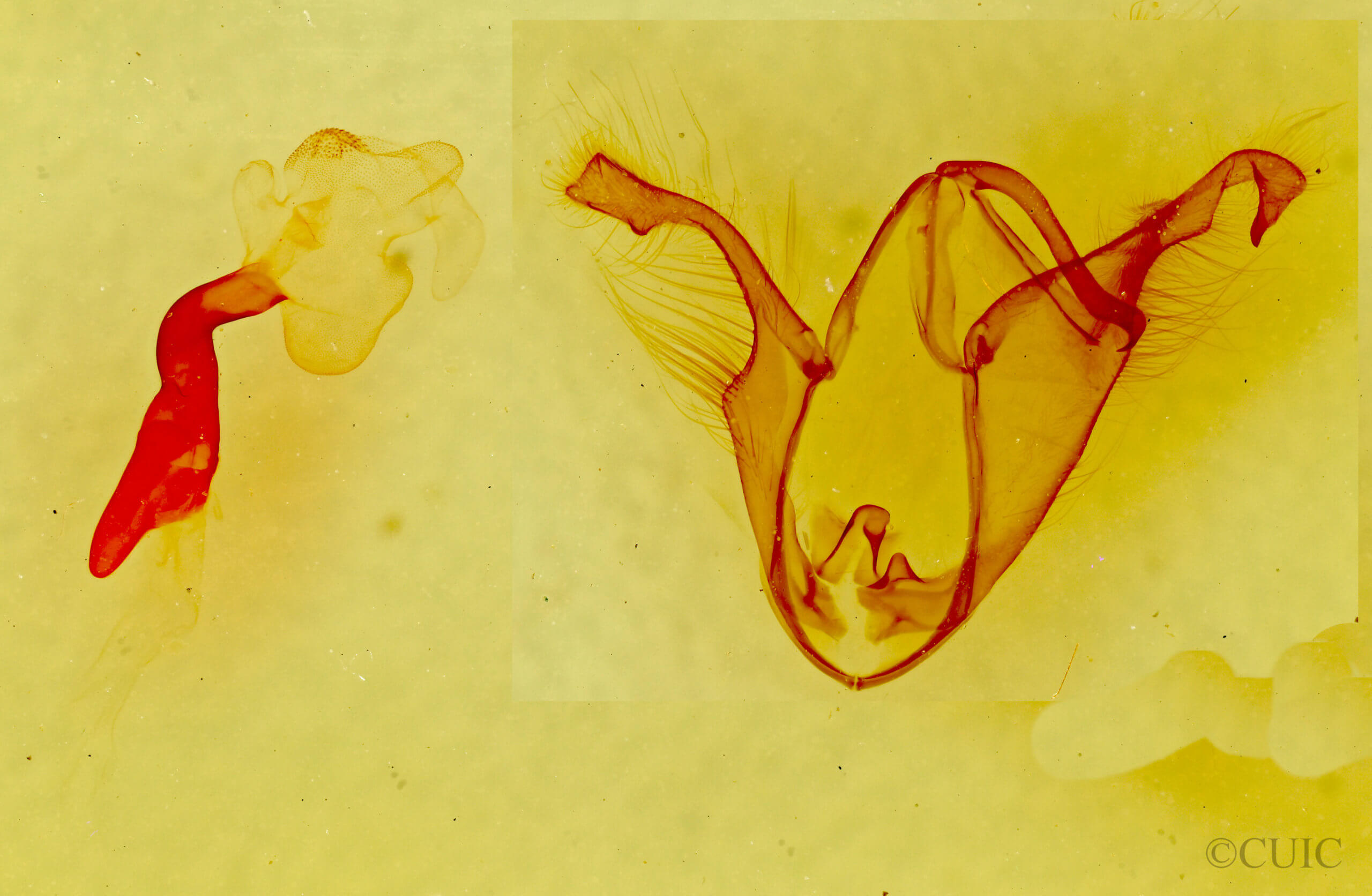 genitalia view of adult Zale insuda