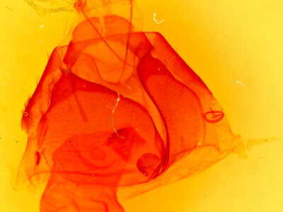 genitalia view of adult Zale insuda