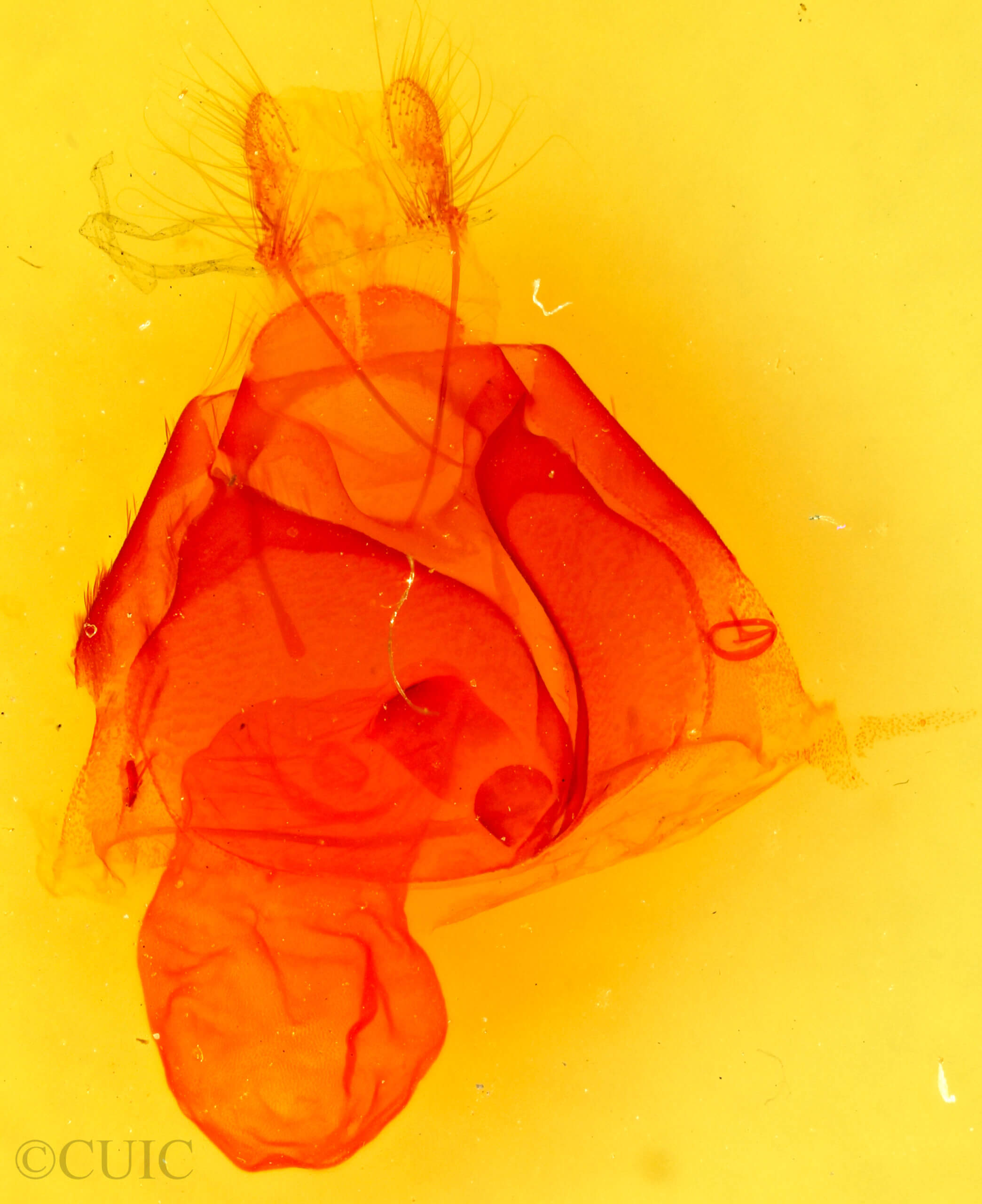 genitalia view of adult Zale insuda