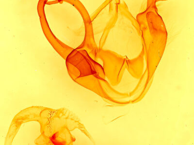 genitalia view of adult Zale lunata