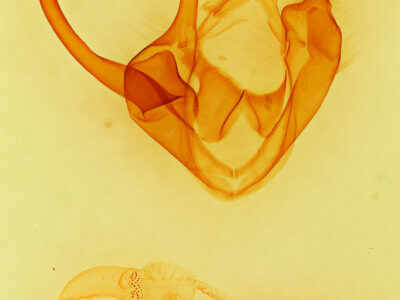 genitalia view of adult Zale lunata