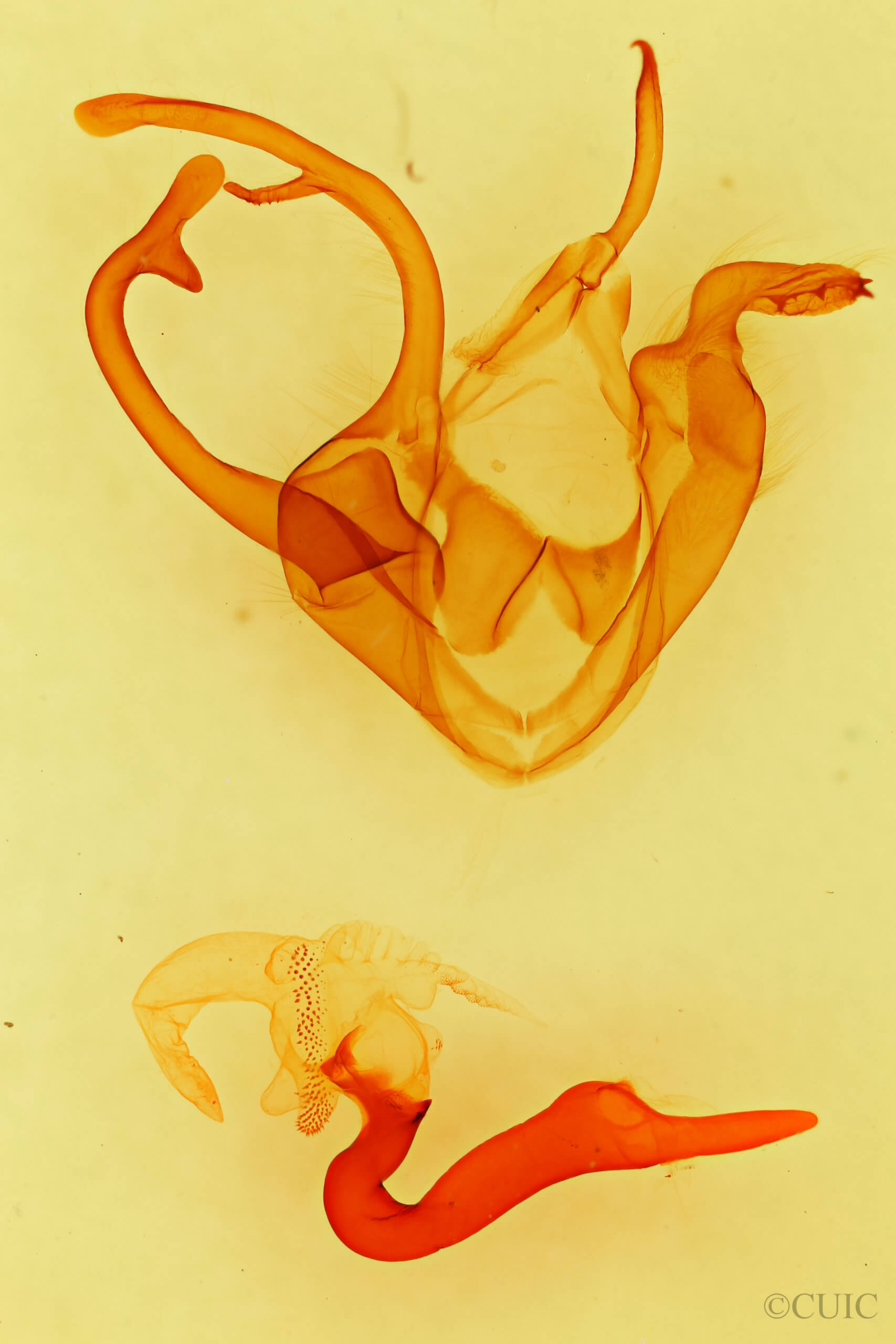 genitalia view of adult Zale lunata