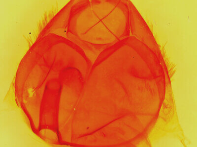 genitalia view of adult Zale aeruginosa