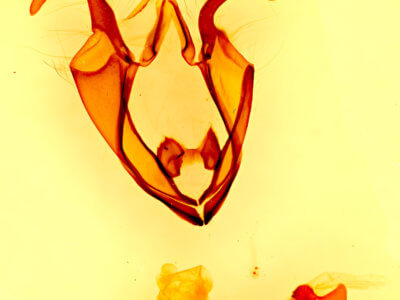 genitalia view of adult Zale colorado