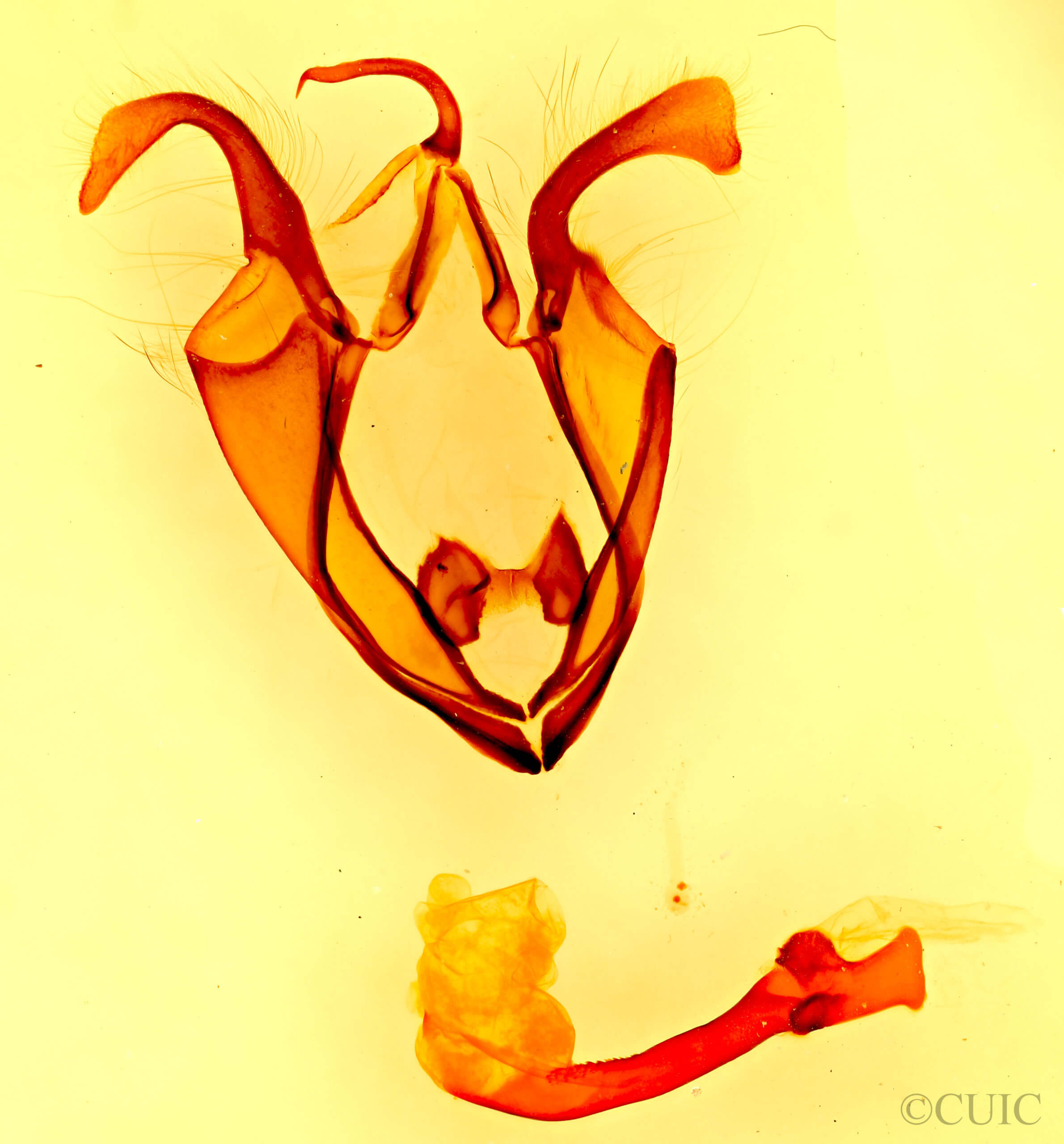 genitalia view of adult Zale colorado