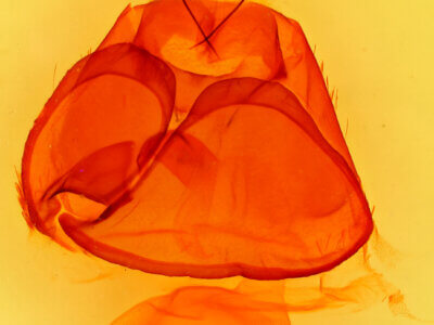 genitalia view of adult Zale colorado