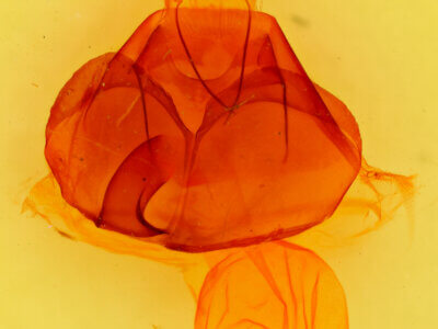 genitalia view of adult Zale  unilineata