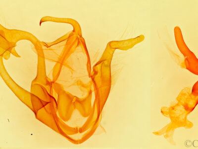 genitalia view of adult Zale smithi