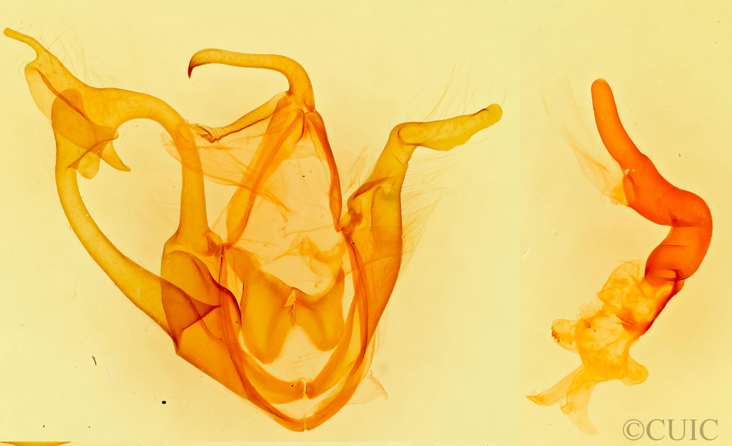 genitalia view of adult Zale smithi