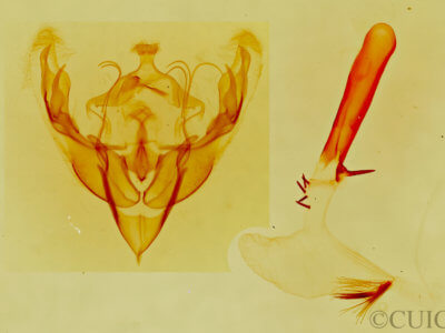 genitalia view of adult Lacinipolia mimula