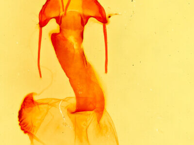 genitalia view of adult Lacinipolia mimula