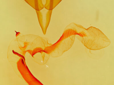 genitalia view of adult Egira variabilis