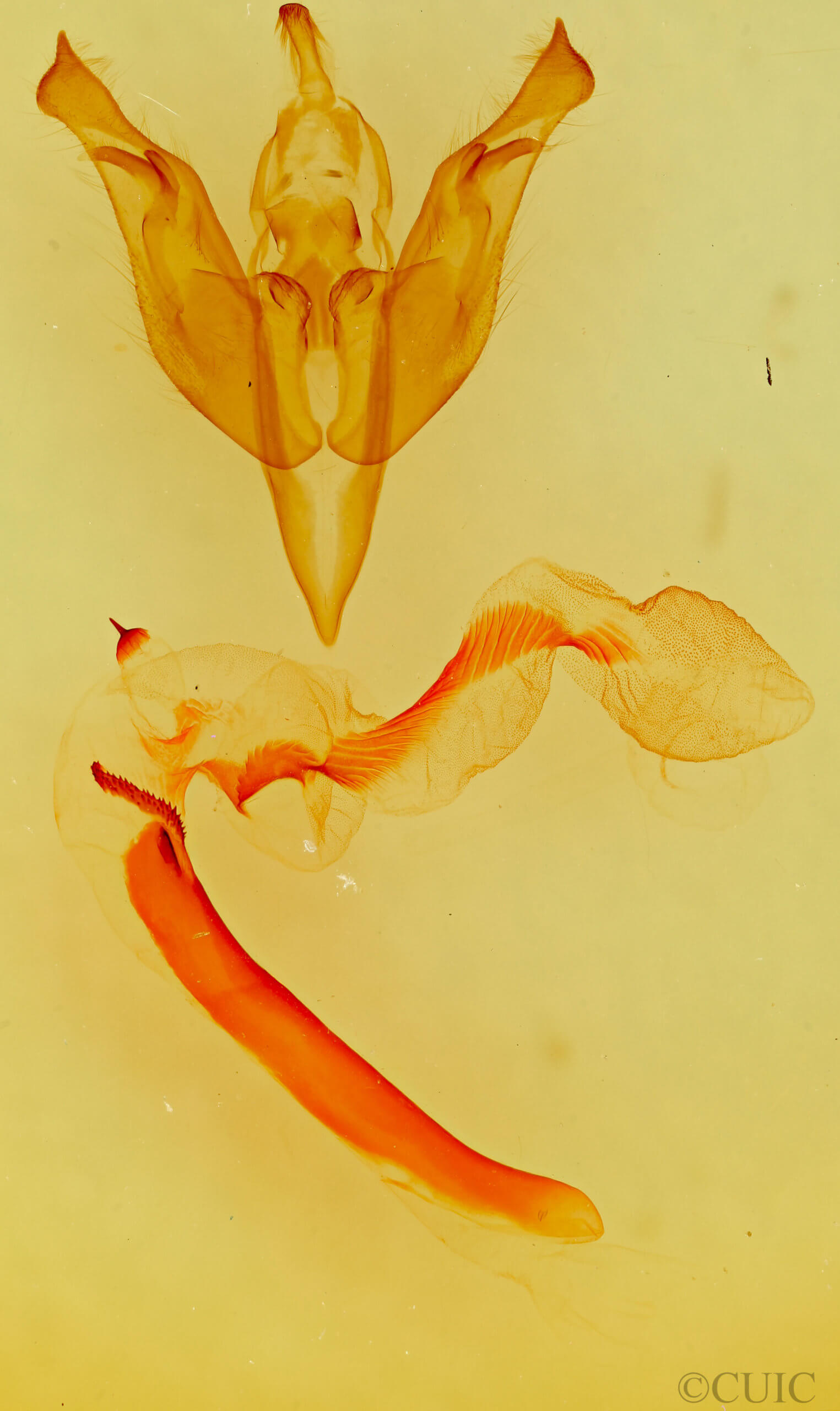 genitalia view of adult Egira variabilis