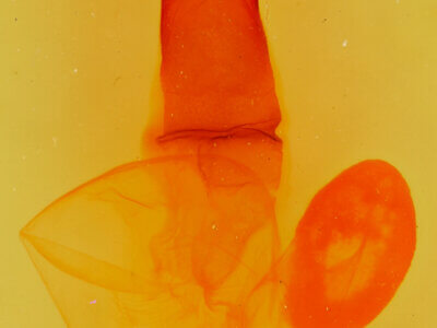 genitalia view of adult Egira variabilis