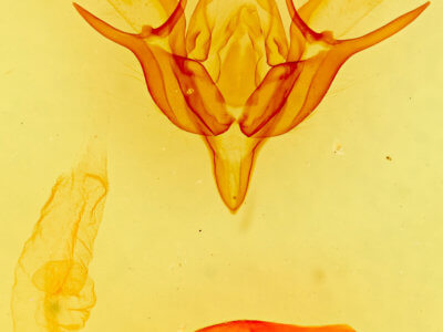 genitalia view of adult Euxoa serricornis