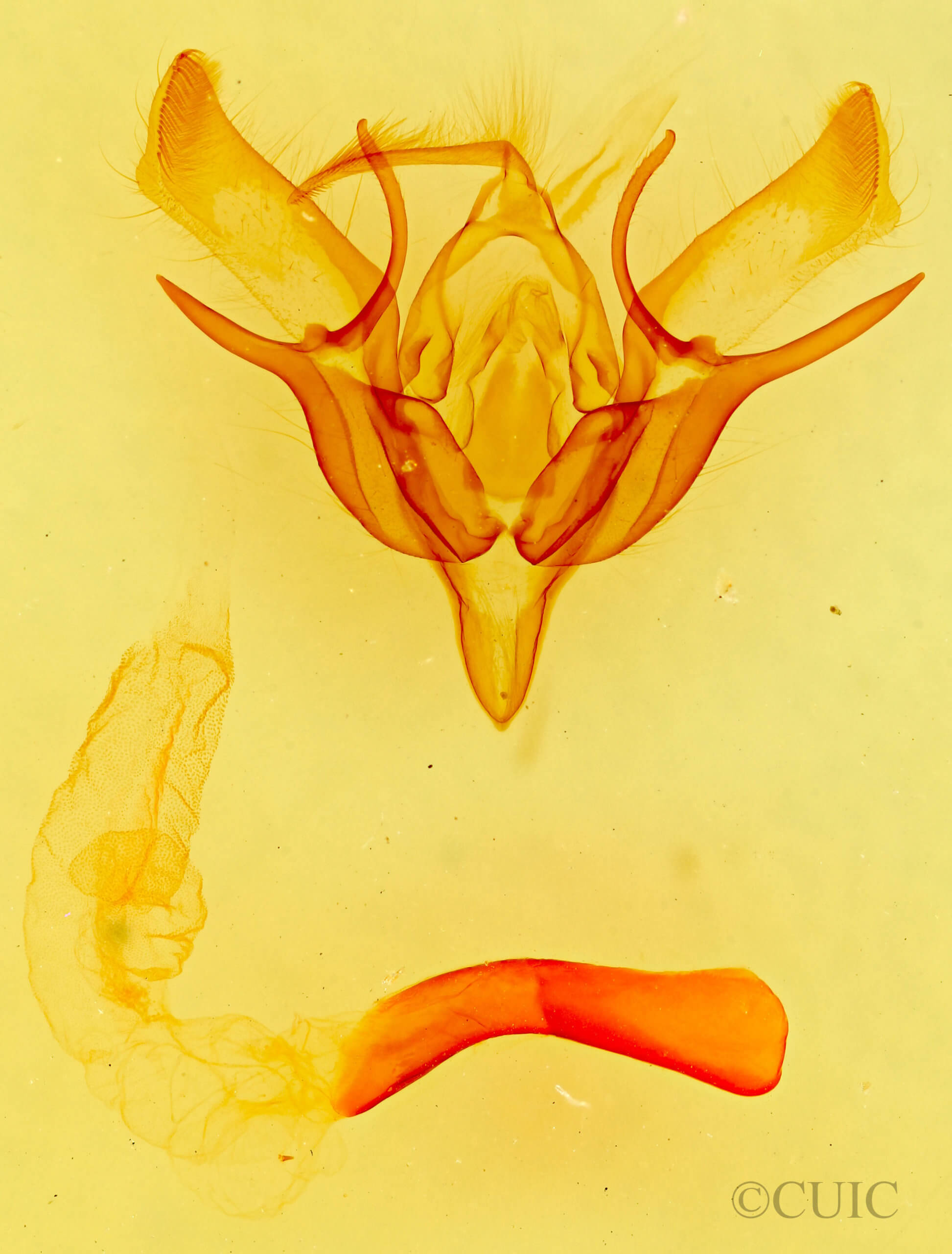 genitalia view of adult Euxoa serricornis