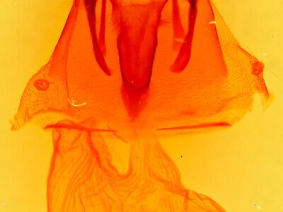 genitalia view of adult Euxoa serricornis