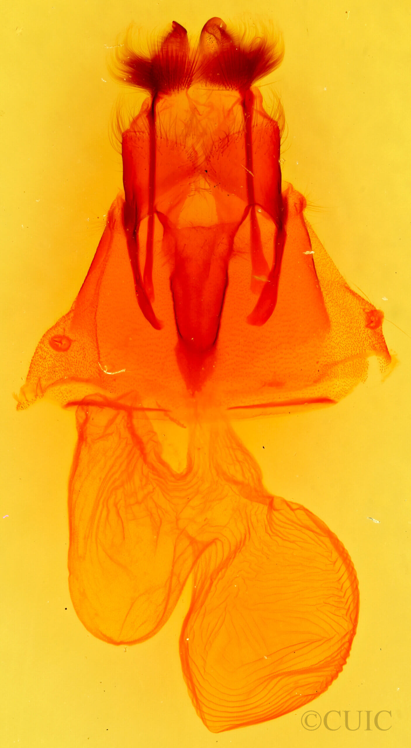 genitalia view of adult Euxoa serricornis