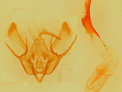 genitalia view of adult Euxoa pimensis